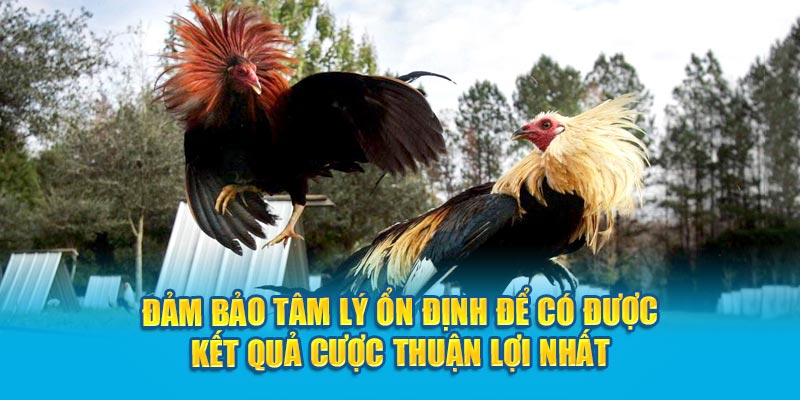 Đảm bảo tâm lý ổn định để có được kết quả cược thuận lợi nhất