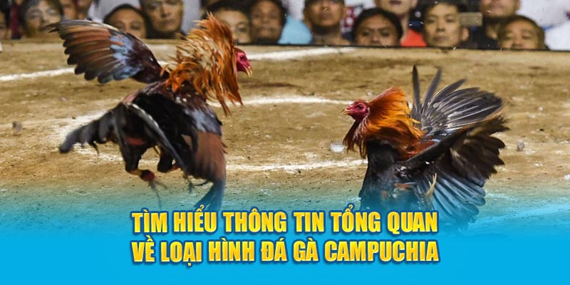 Tìm hiểu thông tin tổng quan về loại hình đá gà Campuchia