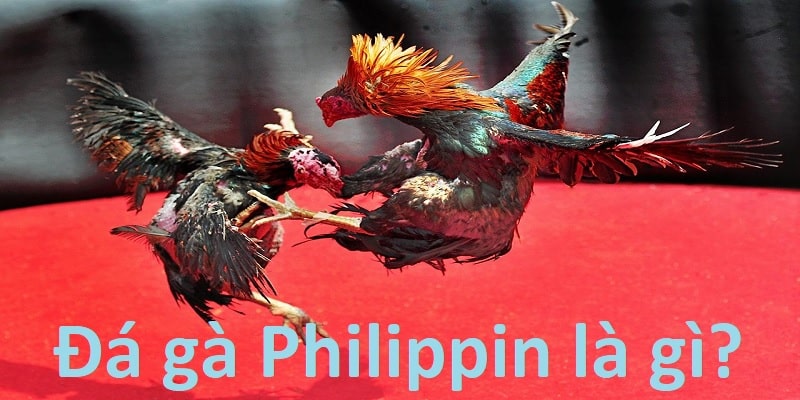 Tìm hiểu đá gà Philippin