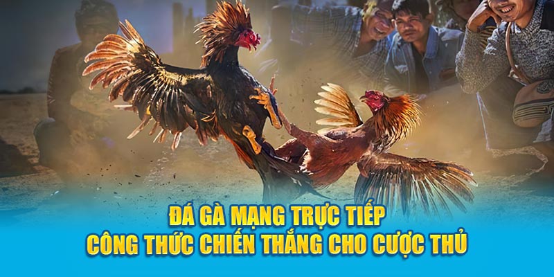 Đá gà mạng trực tếp công thức chiến thắng cho cược thủ