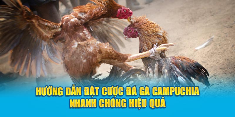 Hướng dẫn đặt cược đá gà campuchia hiệu quả nhanh chóng