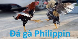 Đá gà Philippines đầy kịch tính và lôi cuốn